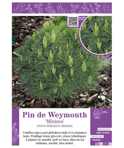 PINUS STROBUS MINIMA voir PIN DE WEYMOUTH