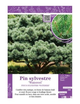 PINUS SYLVESTRIS WATERERI voir PIN SYLVESTRE