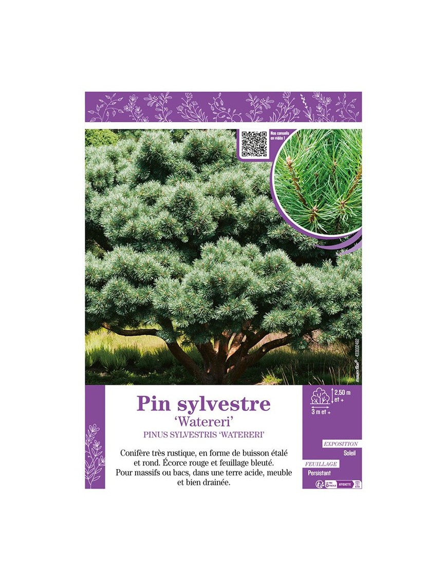 PINUS SYLVESTRIS WATERERI voir PIN SYLVESTRE