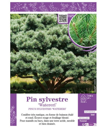 PINUS SYLVESTRIS WATERERI voir PIN SYLVESTRE