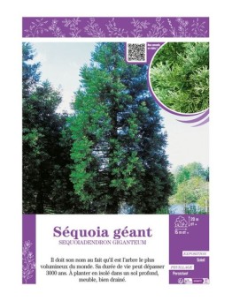 SEQUOIADENDRON GIGANTEUM voir SÉQUOIA GÉANT