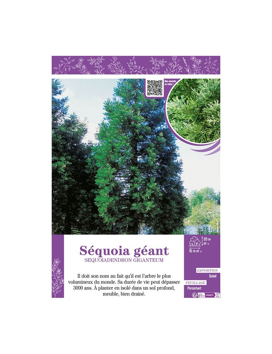 SEQUOIADENDRON GIGANTEUM voir SÉQUOIA GÉANT