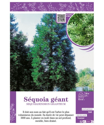 SEQUOIADENDRON GIGANTEUM voir SÉQUOIA GÉANT