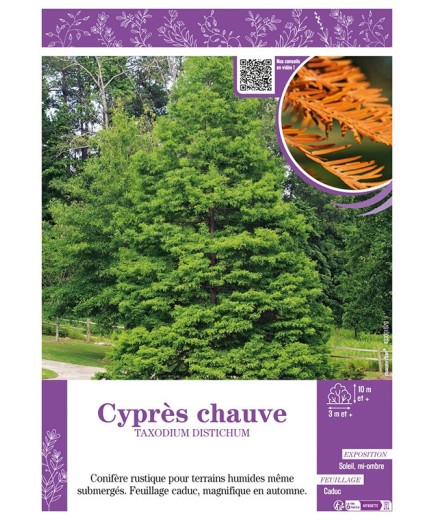 TAXODIUM DISTICHUM voir CYPRÈS CHAUVE