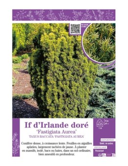 TAXUS BACCATA FASTIGIATA AUREA voir IF D'RLANDE DORÉ