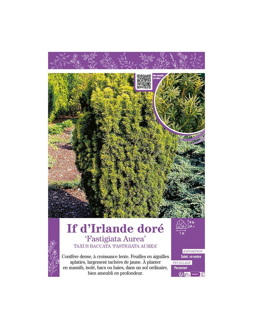 TAXUS BACCATA FASTIGIATA AUREA voir IF D'RLANDE DORÉ