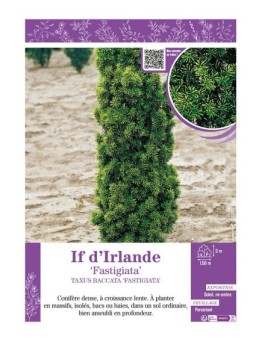 TAXUS BACCATA FASTIGIATA voir IF D'IRLANDE