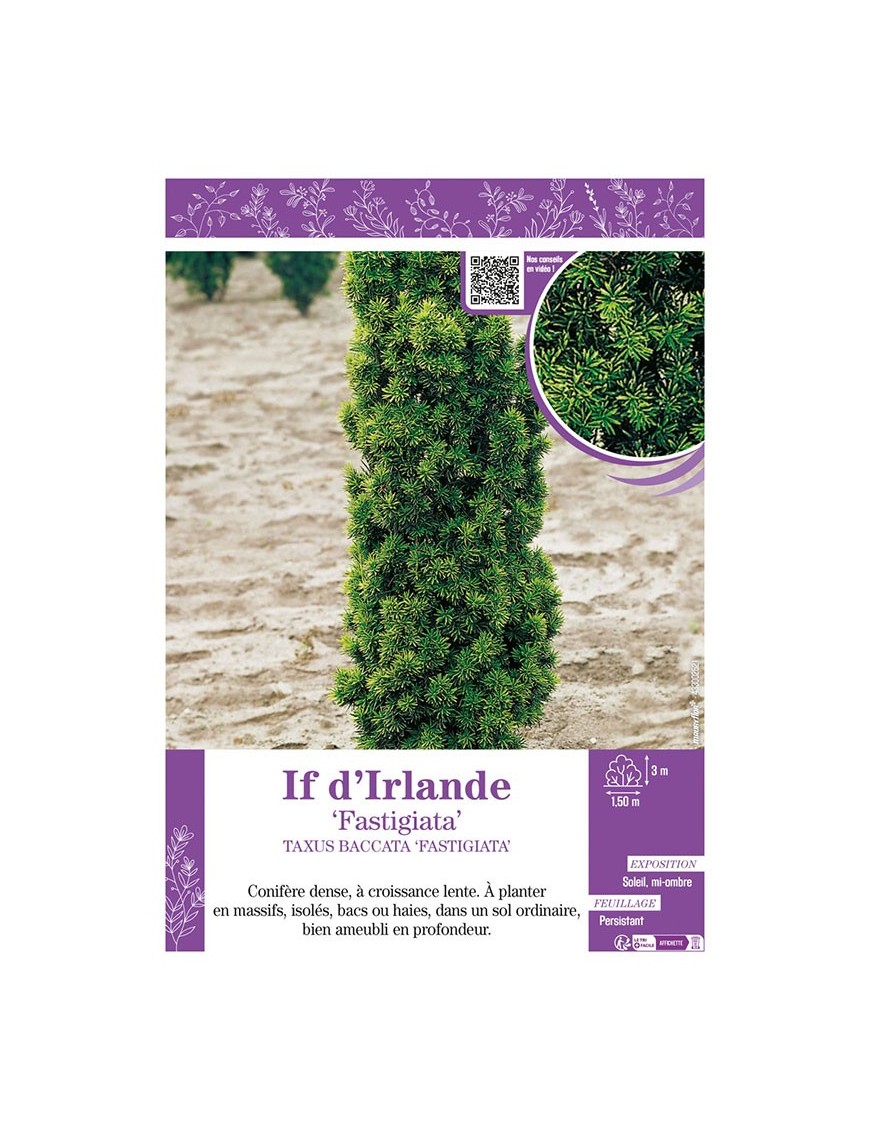 TAXUS BACCATA FASTIGIATA voir IF D'IRLANDE