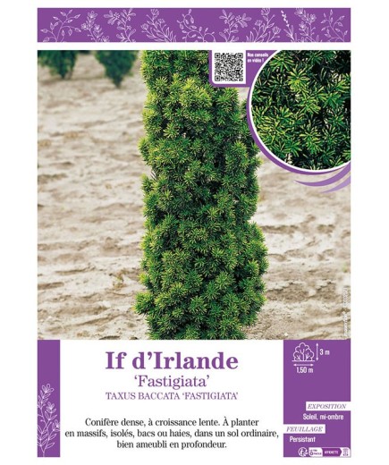TAXUS BACCATA FASTIGIATA voir IF D'IRLANDE