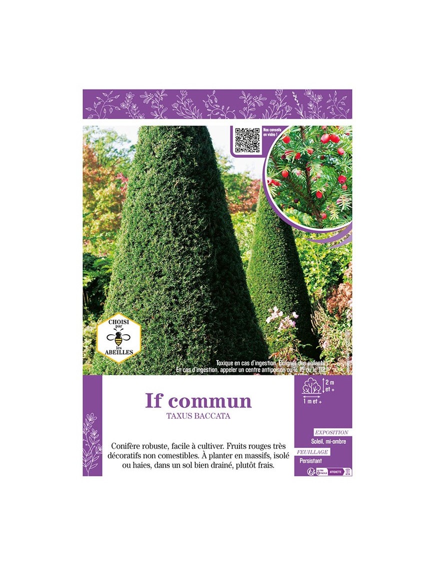 TAXUS BACCATA voir IF COMMUN