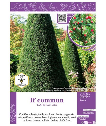 TAXUS BACCATA voir IF COMMUN