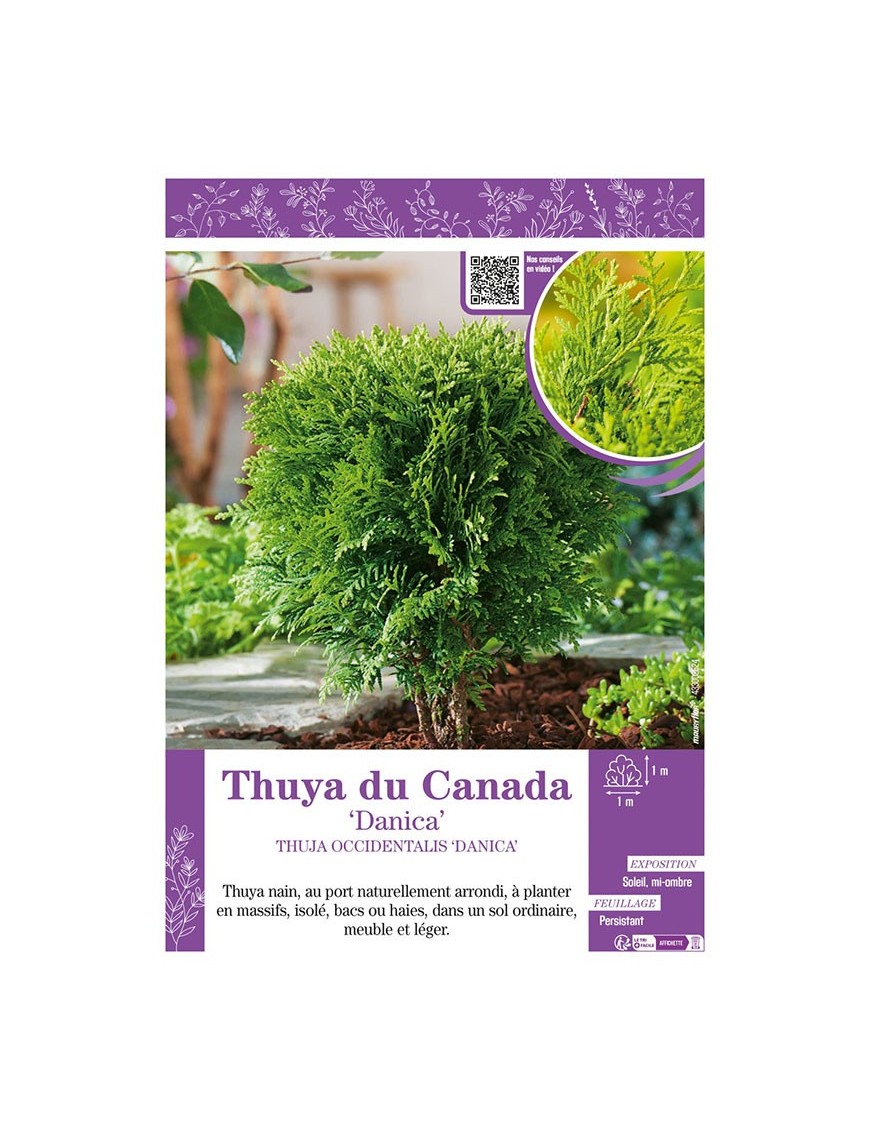 THUJA OCCIDENTALIS DANICA voir THUYA DU CANADA