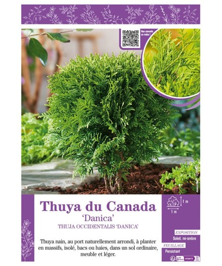 THUJA OCCIDENTALIS DANICA voir THUYA DU CANADA