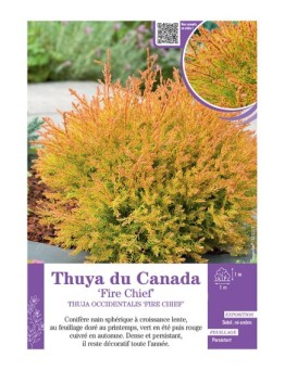 THUJA OCCIDENTALIS FIRE CHIEF voir THUYA DU CANADA