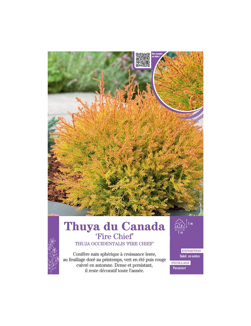 THUJA OCCIDENTALIS FIRE CHIEF voir THUYA DU CANADA