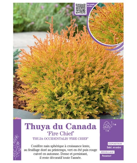 THUJA OCCIDENTALIS FIRE CHIEF voir THUYA DU CANADA