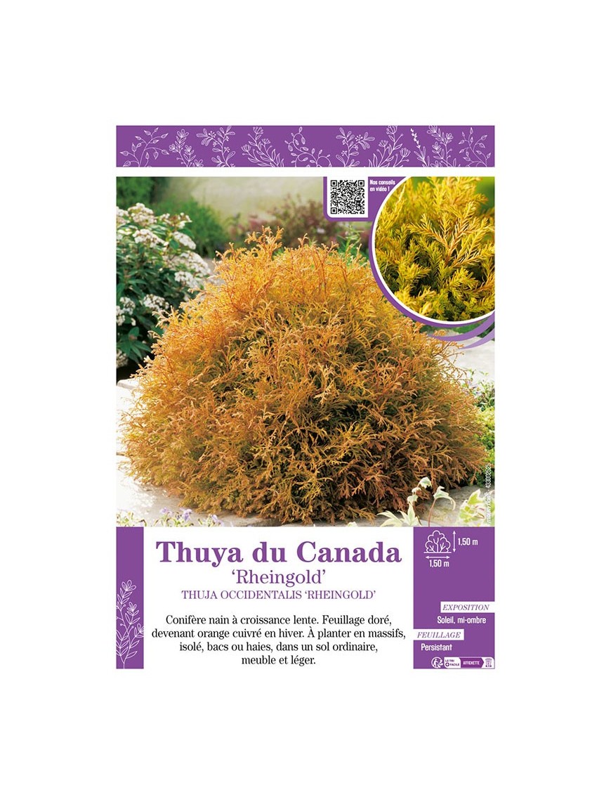 THUJA OCCIDENTALIS RHEINGOLD voir THUYA DU CANADA