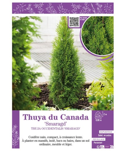 THUJA OCCIDENTALIS SMARAGD (ÉMERAUDE) voir THUYA DU CANADA