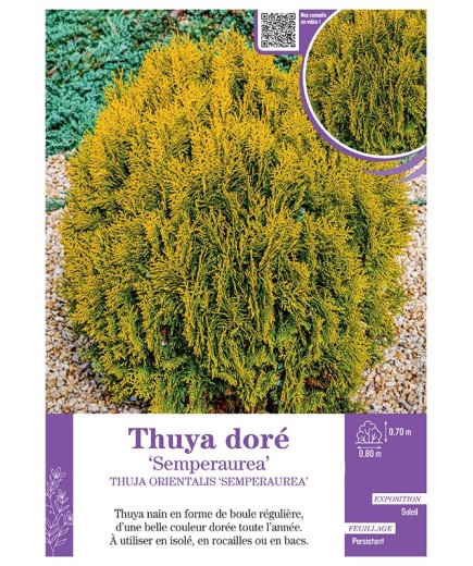 THUJA ORIENTALIS SEMPERAUREA voir THUYA DORÉ