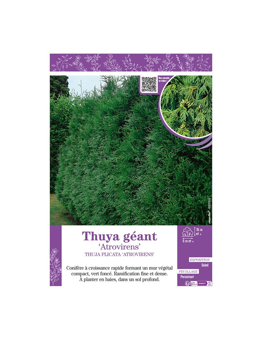 THUJA PLICATA ATROVIRENS voir THUYA GÉANT