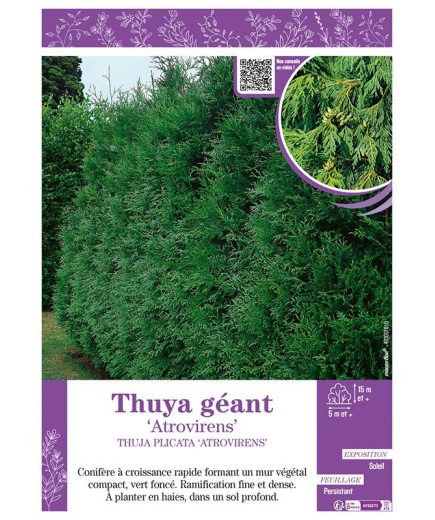 THUJA PLICATA ATROVIRENS voir THUYA GÉANT