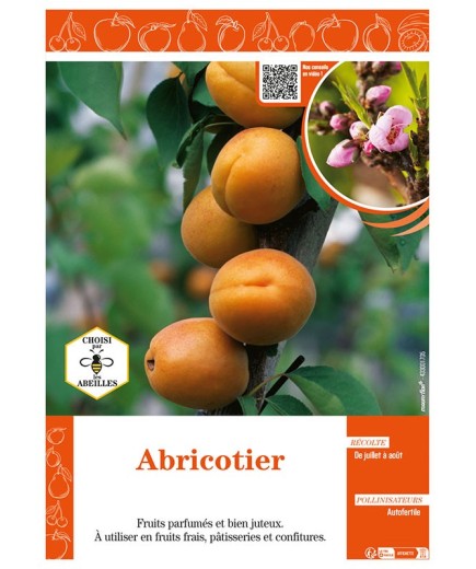 ABRICOTIER