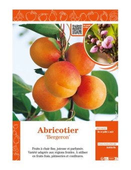 ABRICOTIER BERGERON