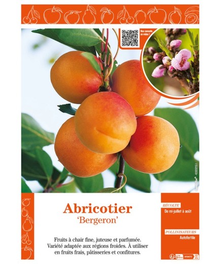 ABRICOTIER BERGERON