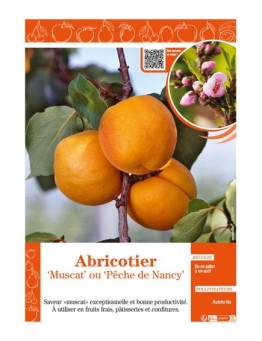 ABRICOTIER MUSCAT OU PÊCHE DE NANCY