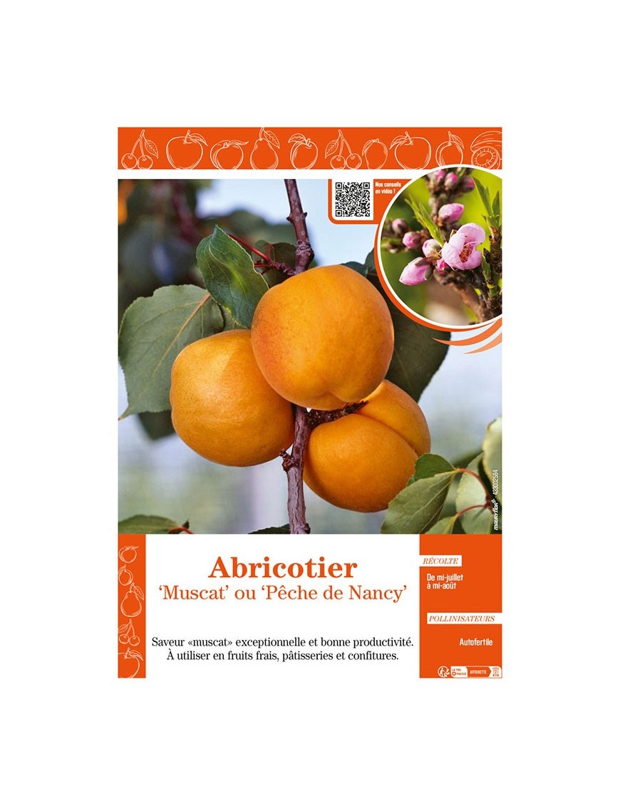 ABRICOTIER MUSCAT OU PÊCHE DE NANCY