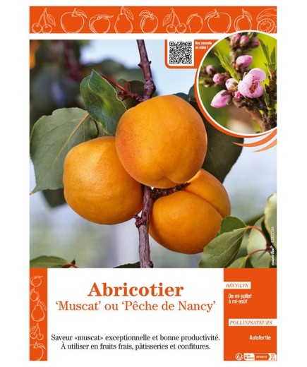 ABRICOTIER MUSCAT OU PÊCHE DE NANCY