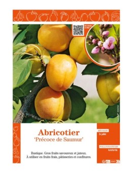 ABRICOTIER PRÉCOCE DE SAUMUR