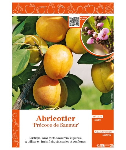 ABRICOTIER PRÉCOCE DE SAUMUR