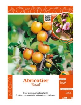 ABRICOTIER ROYAL
