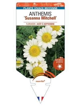 ANTHEMIS Susanna Mitchell