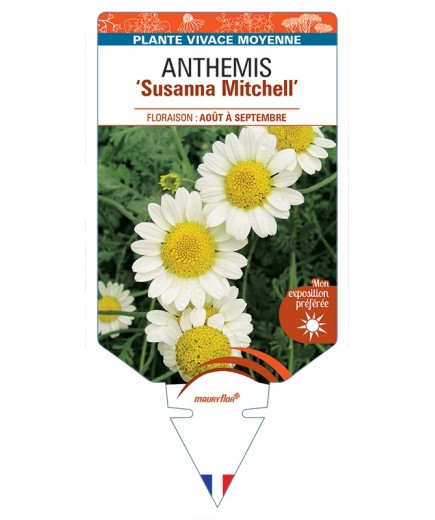 ANTHEMIS Susanna Mitchell