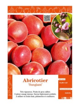 ABRICOTIER SUNGIANT