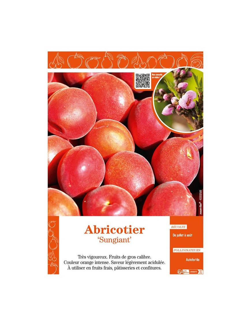 ABRICOTIER SUNGIANT