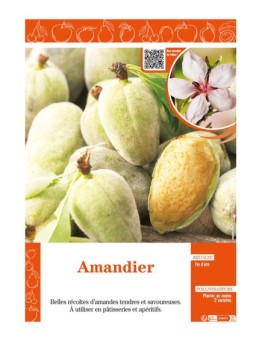 AMANDIER