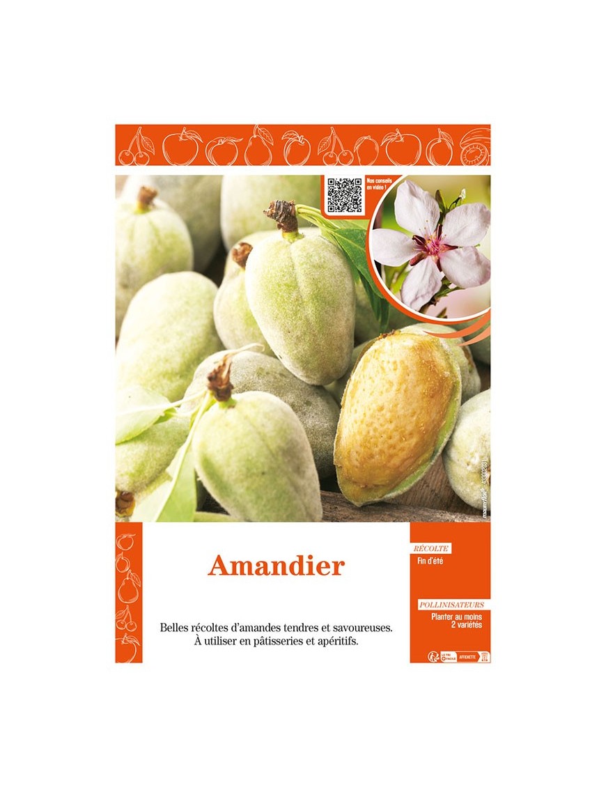 AMANDIER