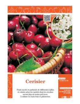 CERISIER