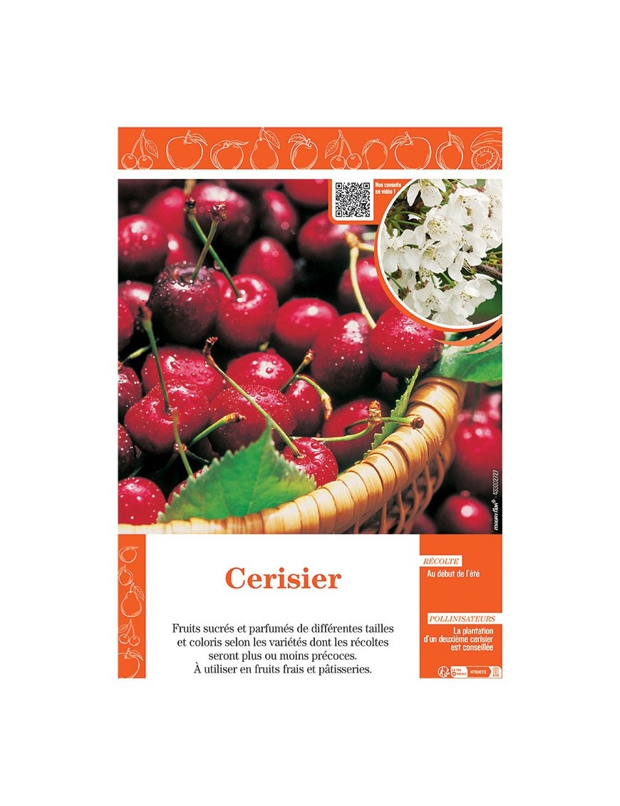 CERISIER