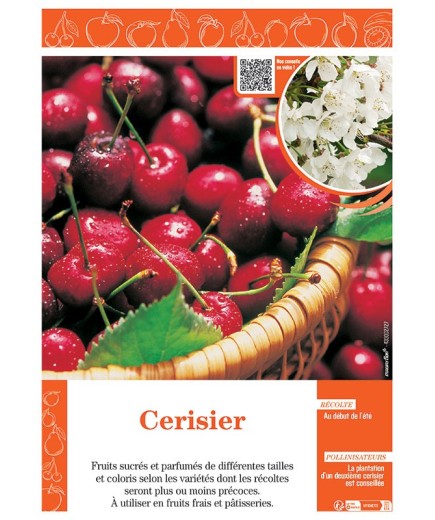 CERISIER