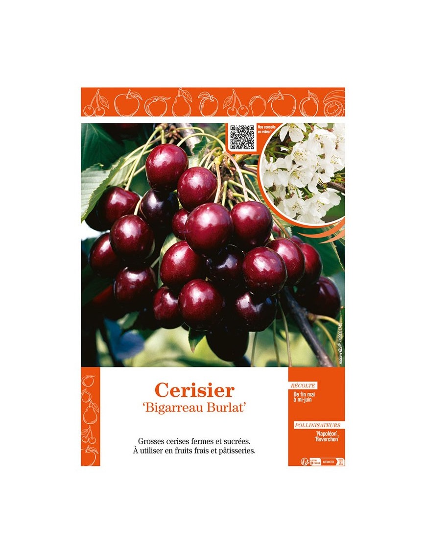 CERISIER BIGARREAU BURLAT