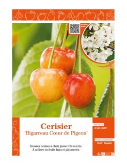 CERISIER BIGARREAU COEUR DE PIGEON