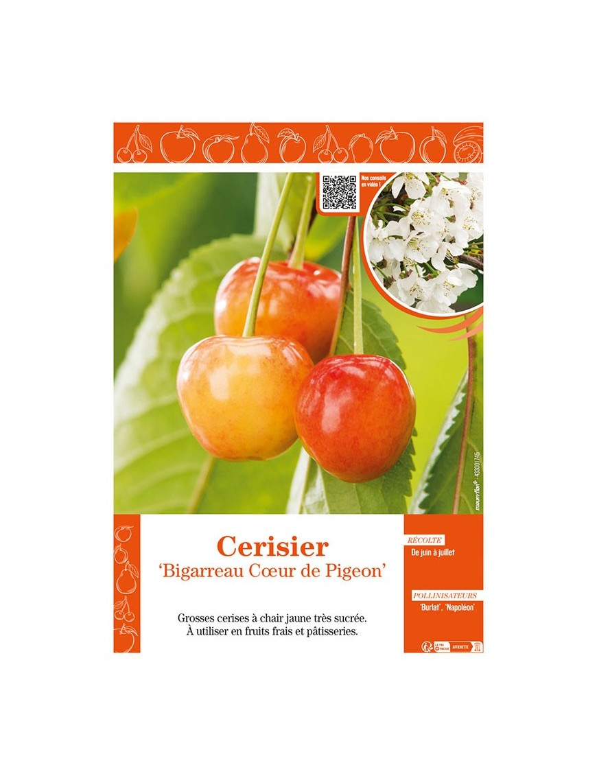 CERISIER BIGARREAU COEUR DE PIGEON