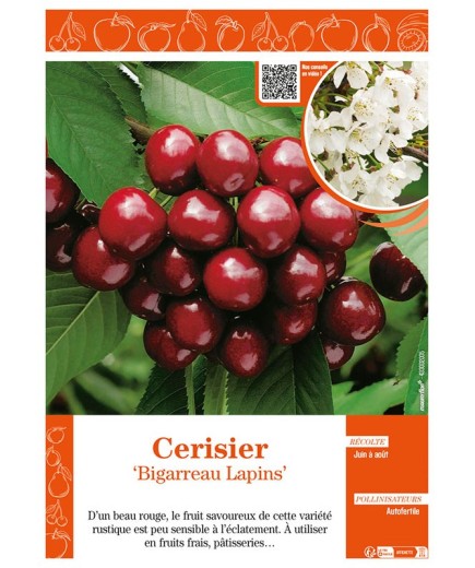 CERISIER BIGARREAU LAPINS