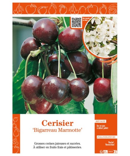 CERISIER BIGARREAU MARMOTTE