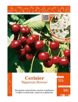 CERISIER BIGARREAU MOREAU