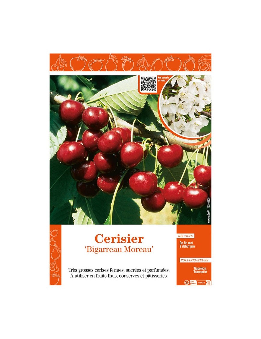 CERISIER BIGARREAU MOREAU